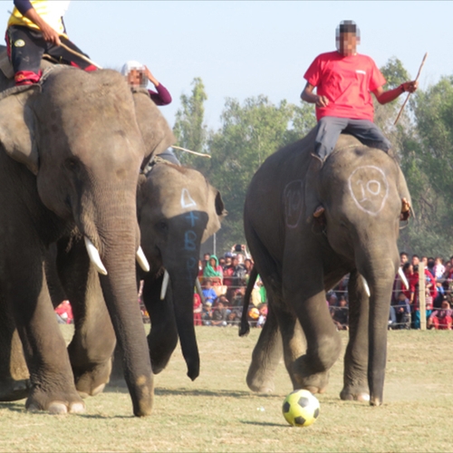 Afbeelding van Olifantenpolo is terug in Nepal, ondanks protesten dierenorganisaties