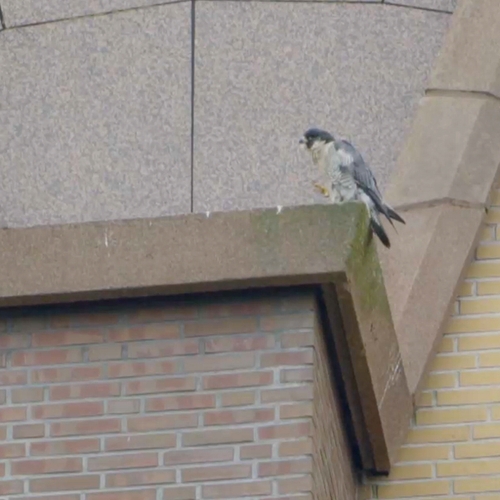 Afbeelding van Het succes van de slechtvalknestkast in Groningen