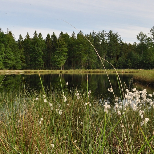 Staatsbosbeheer: Drentse bossen nu nog te gevaarlijk