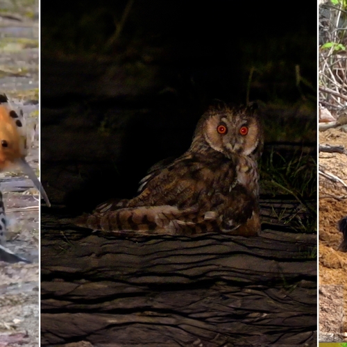 Ransuil, zwarte specht of hop: ook deze vogels nemen een zandbad