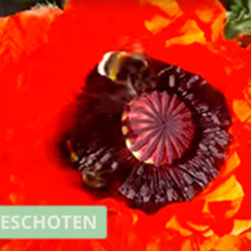 Hommels op papaverbloem