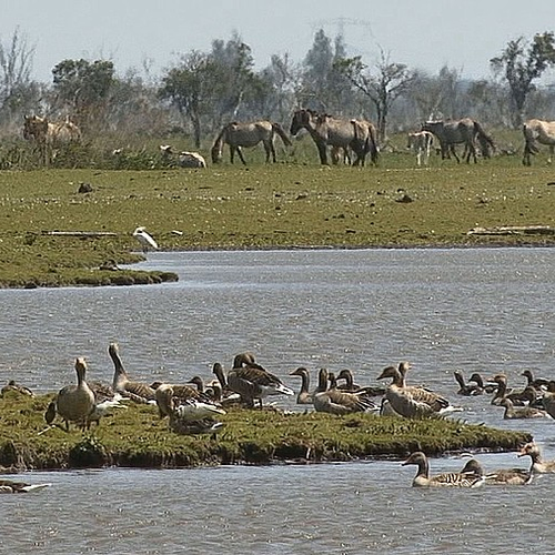 Afbeelding van Live vanuit de Oostvaardersplassen
