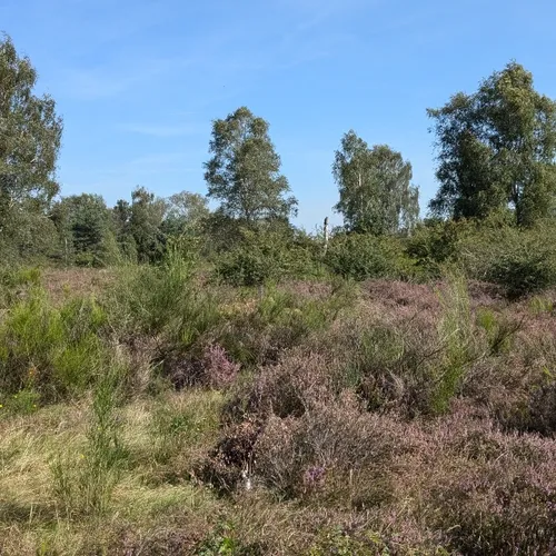Afbeelding van Natuurorganisaties bezorgd over nieuwe plannen Defensie