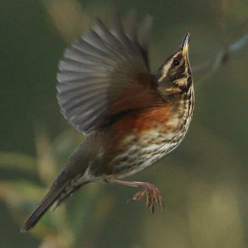 Trekvogels in de herfst: deze soorten kun je nú zien