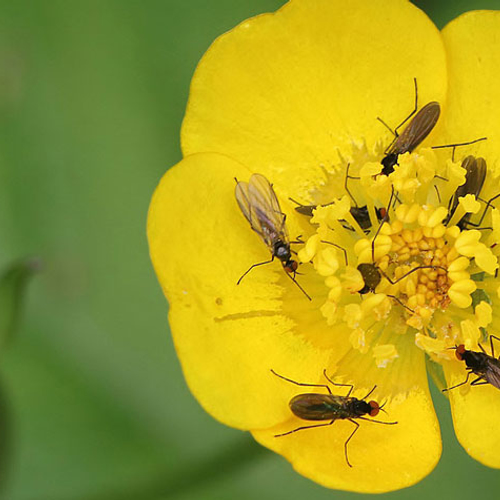 Slimme optische trucs doen boterbloem glanzen