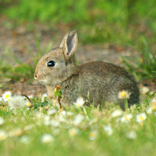 Dodelijke konijnenziekte