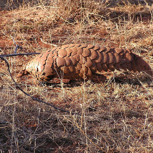Recordaantal schubben van schubdier onderschept