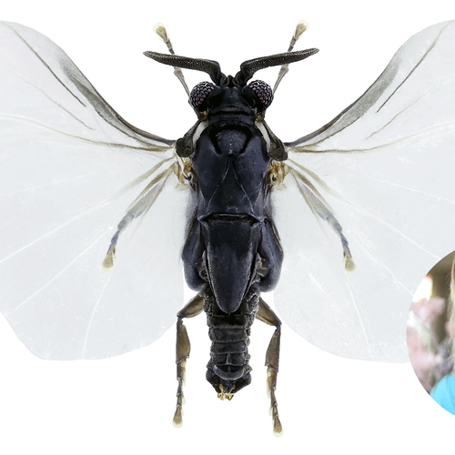 Veldwespwaaiertje: parasiet met voordelen | Stem op je favoriete insect