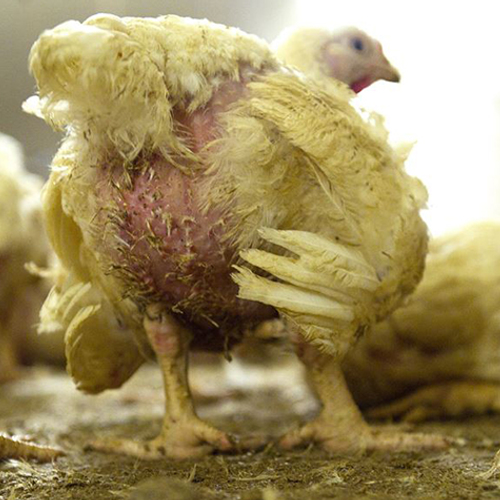 Dierenleed gemeld in Belgisch pluimveehouderij