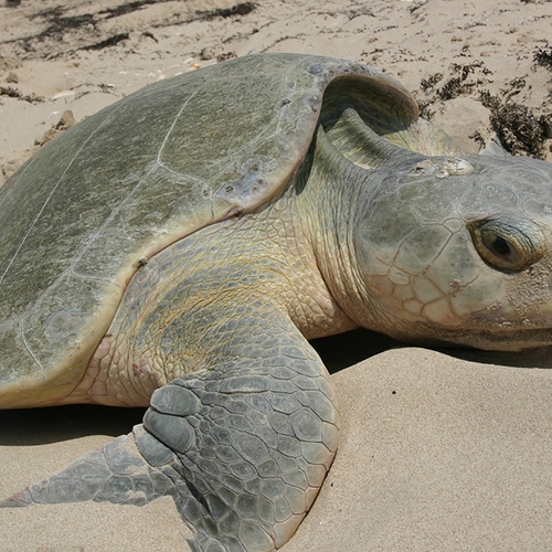 Blijdorp vangt zeeschildpad op die bij Walcheren in net zat