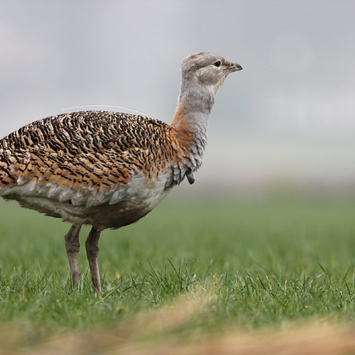 Zwaargewicht: de grote trap | Zelf Geschoten