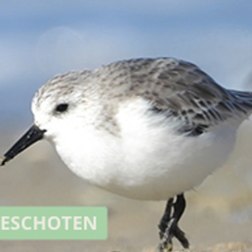 Leuke collage van drieteenstrandlopers