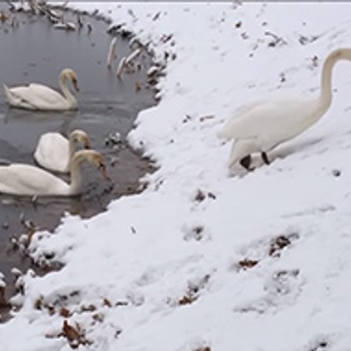 Zwanenfamilie breekt het ijs
