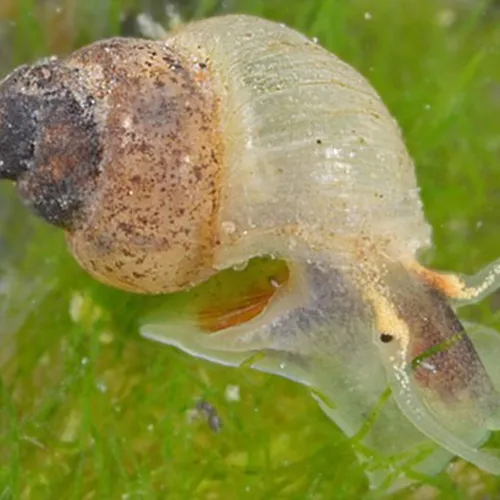 Zeldzaam getijdeslakje nog steeds in Biesbosch