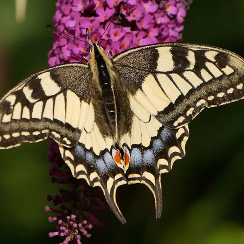 Koninginnenpage is dol op vlinderstruiken | Zelf Geschoten