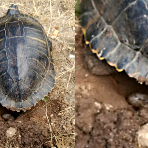 Krijgen schildpadden nakomelingen in Nederland?