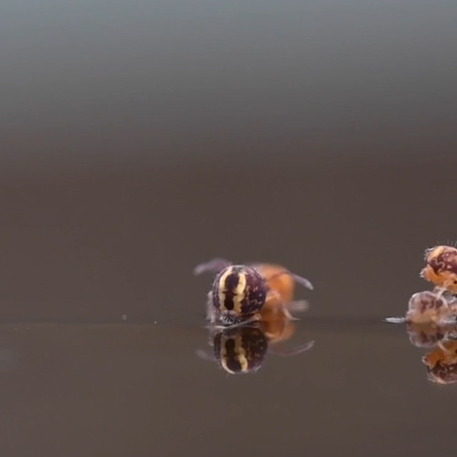 Springstaartjes in klein waterlandschap | Zelf Geschoten