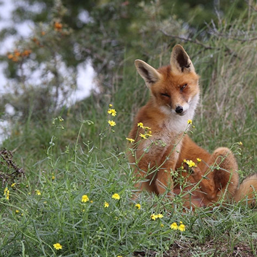 Gevilde vossen in Apeldoorn