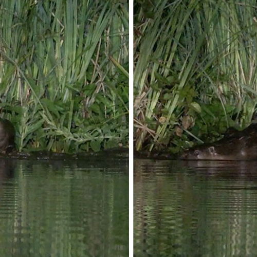 Unieke beelden: otter met drie jongen!