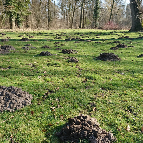 Meer dan 50.000 molshopen geteld in het Mollenweekend