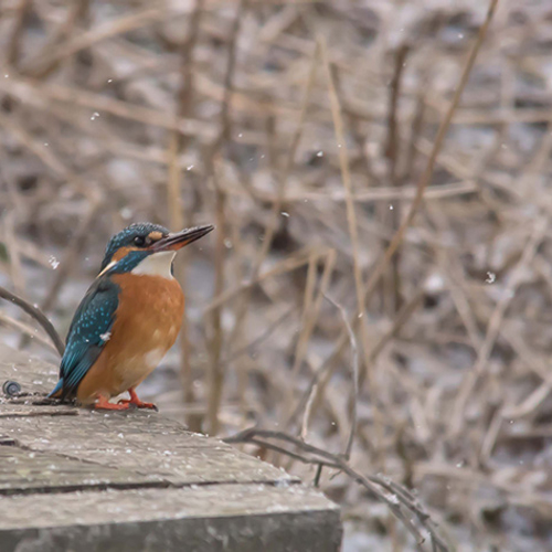 Hak een wak voor de ijsvogel