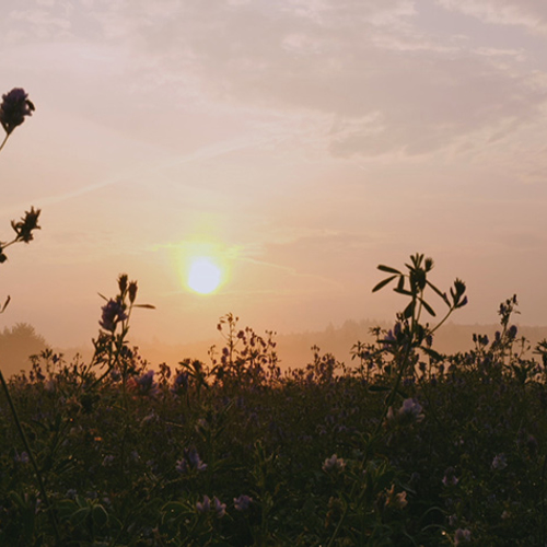 De heuvels van het Bergherbos