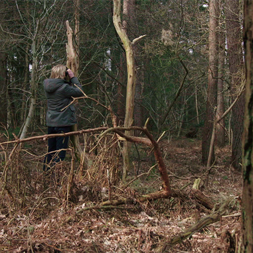 Eikenbomen met droge voeten