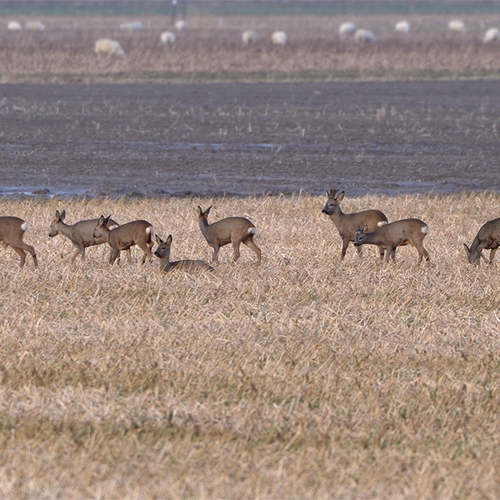 Een winterse reeënsprong langs de weg