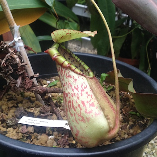 Hortus: vleesetende planten in Leiden