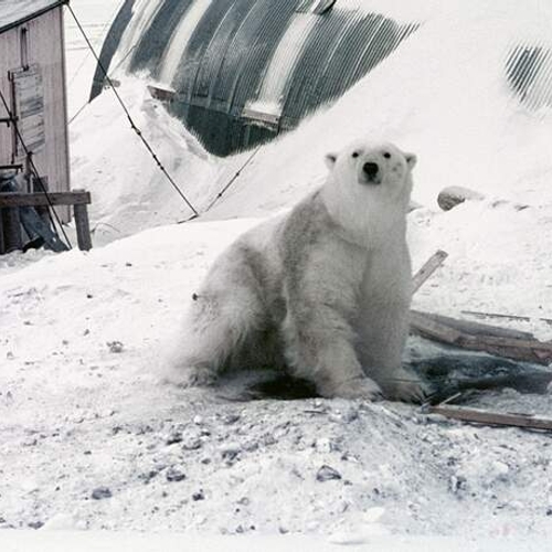 Afbeelding van Een jaar bij de ijsberen 1968-1969