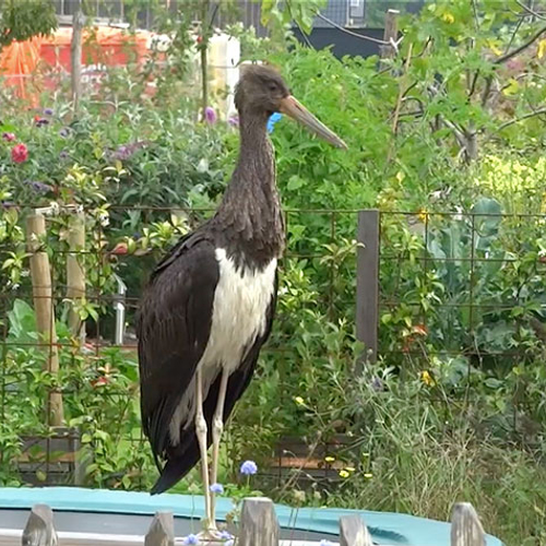 Zwarte ooievaar bezoekt woonwijk