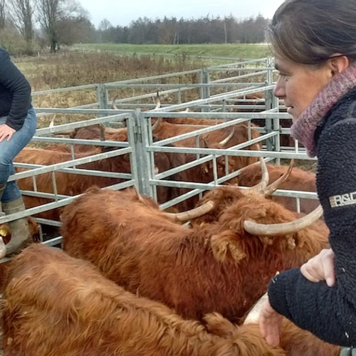 Jaarlijkse check-up Schotse hooglanders