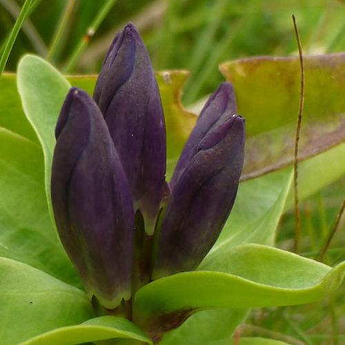 Nederland wordt te warm voor honderden soorten planten