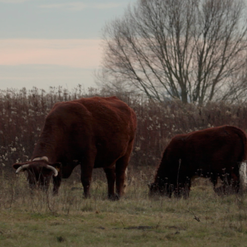 Rode geus heeft hout op het menu