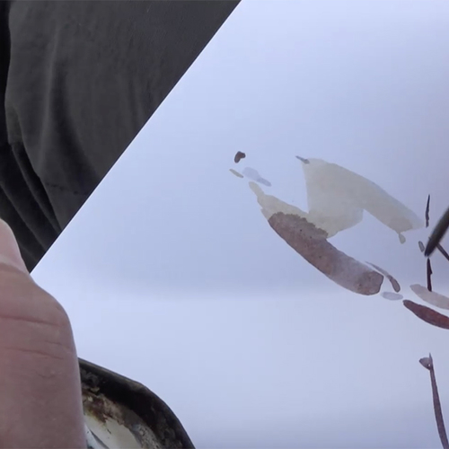 Hoe schilder je een zeearend?