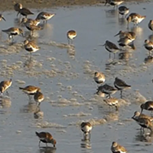 Vele bonte strandlopers