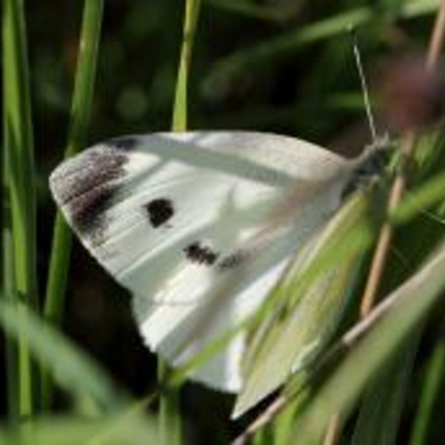 Scheefbloemwitje vliegt steeds verder