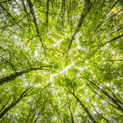 Meer groen in de stad beschermt tegen hitte