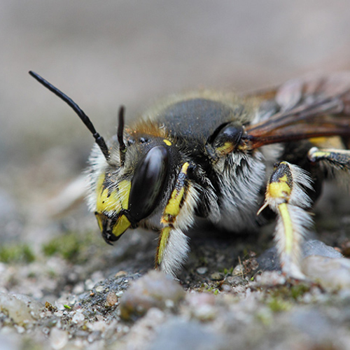 Internationaal reddingsplan insecten