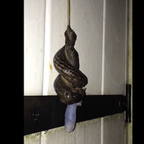 Paring van twee tijgerslakken