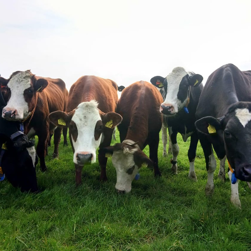 Zeldzame blaarkop terug in de Nederlandse wei