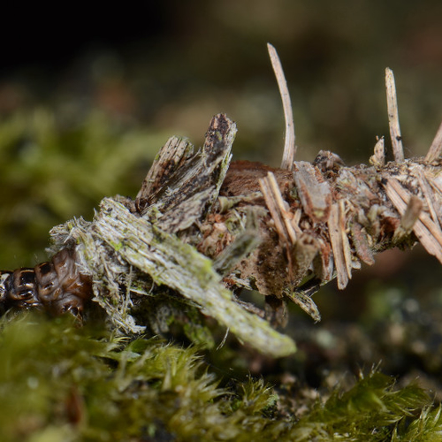 Zakdragers bouwen prachtige camouflagehuizen