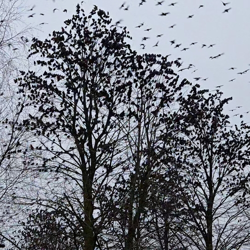 Afbeelding van Honderden spreeuwen verzamelen in kale bomen