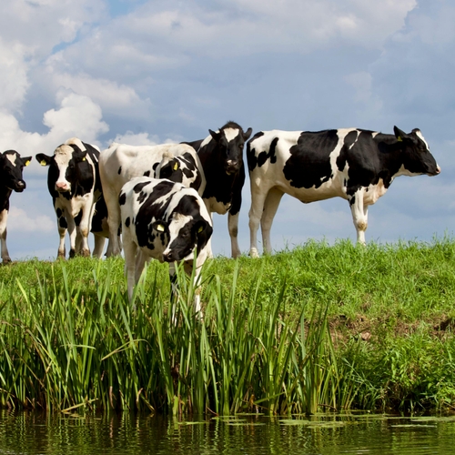 Afbeelding van EU keurt steun bij vertrek veehouders uit natuurgebied goed