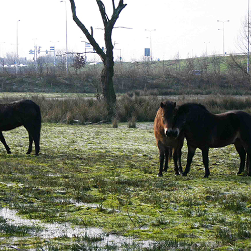 De Exmoor: oerpony als perfecte begrazer