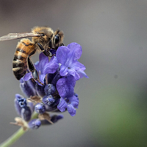 'Verbeter de natuurlijke weerstand van de honingbij'