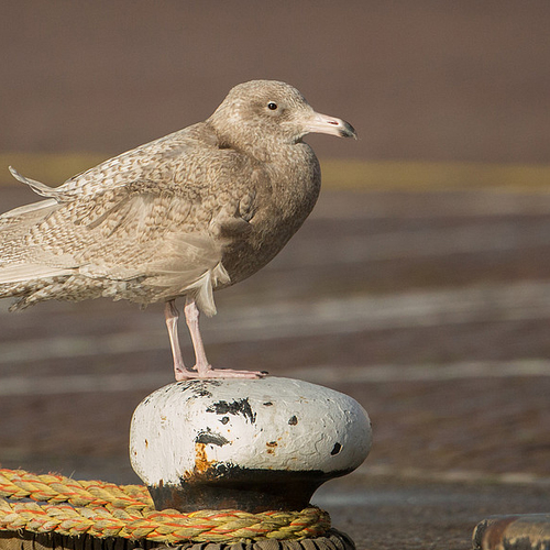 Veel burgemeesters op Nederlandse stranden