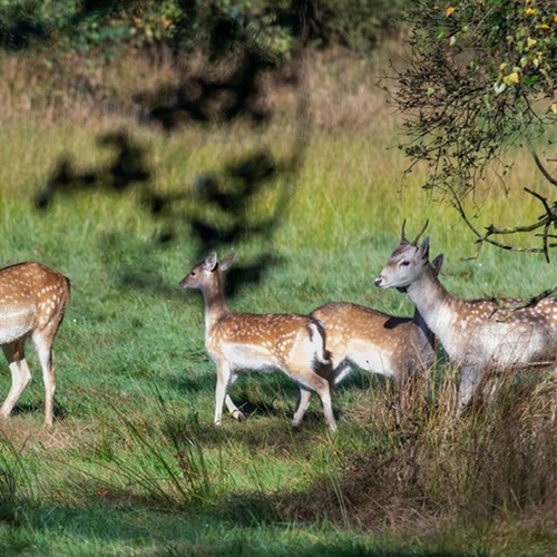 Friesland mag zeker tot februari geen damherten afschieten