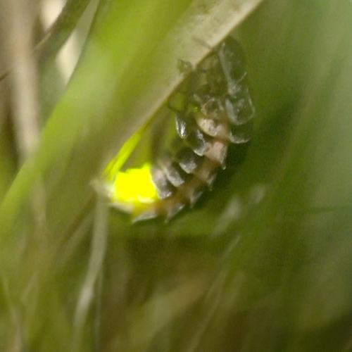 Groene lichtjes in het gras: de glimwormen van het Witte Veen