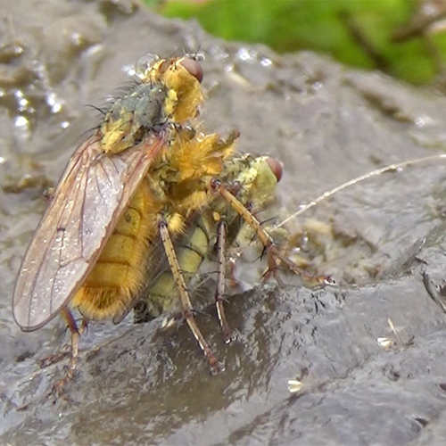 Vleugeltjes van een strontvliegei  | Zelf Geschoten
